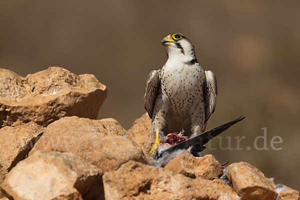 Lannerfalke sspec.1 (Falco biarmicus erlangeri)