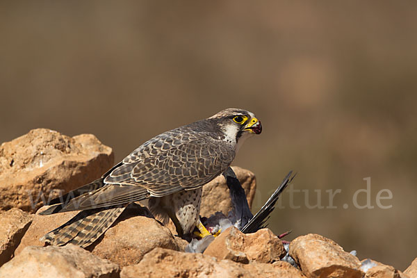 Lannerfalke sspec.1 (Falco biarmicus erlangeri)