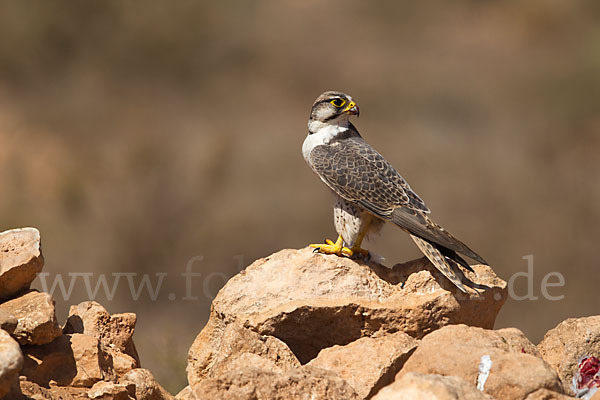 Lannerfalke sspec.1 (Falco biarmicus erlangeri)