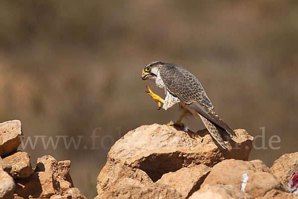 Lannerfalke sspec.1 (Falco biarmicus erlangeri)