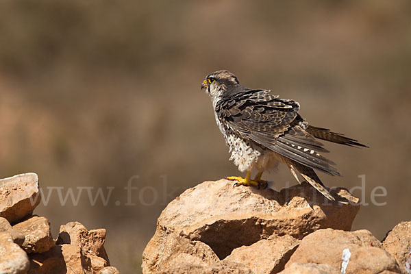 Lannerfalke sspec.1 (Falco biarmicus erlangeri)