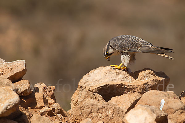 Lannerfalke sspec.1 (Falco biarmicus erlangeri)