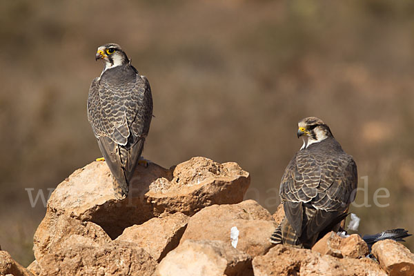 Lannerfalke sspec.1 (Falco biarmicus erlangeri)