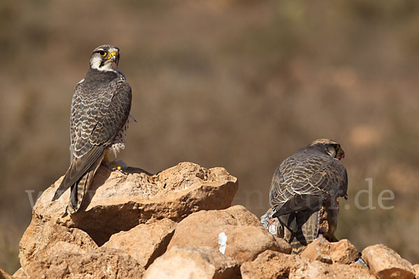 Lannerfalke sspec.1 (Falco biarmicus erlangeri)