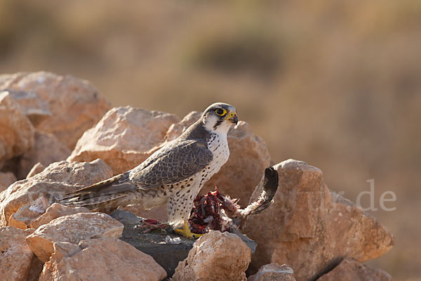 Lannerfalke sspec.1 (Falco biarmicus erlangeri)