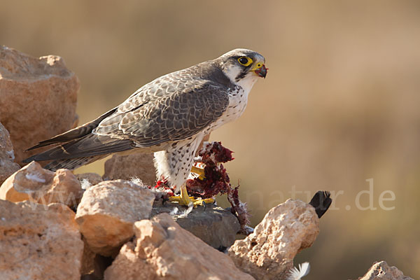 Lannerfalke sspec.1 (Falco biarmicus erlangeri)