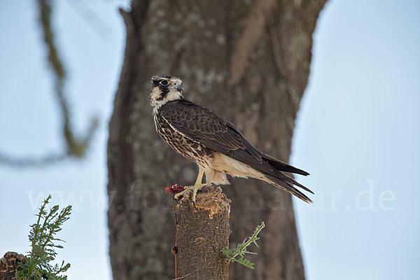 Lannerfalke sspec.2 (Falco biarmicus abyssinicus)