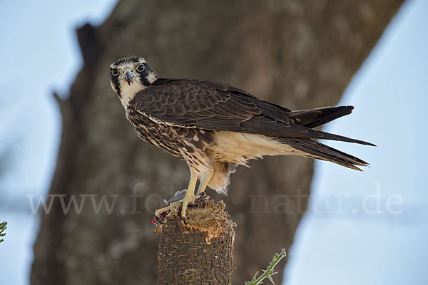 Lannerfalke sspec.2 (Falco biarmicus abyssinicus)