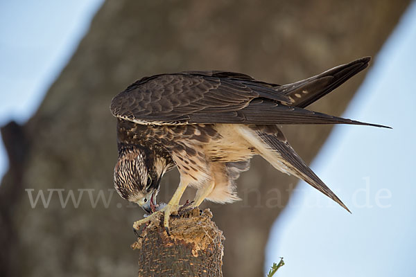 Lannerfalke sspec.2 (Falco biarmicus abyssinicus)