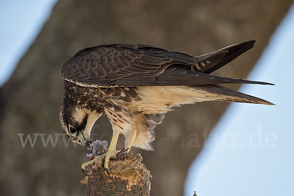 Lannerfalke sspec.2 (Falco biarmicus abyssinicus)