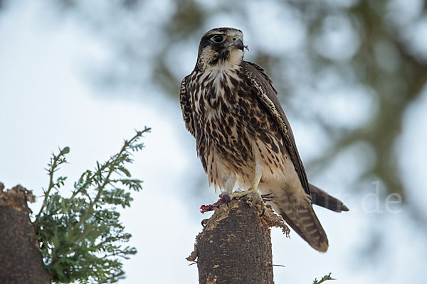 Lannerfalke sspec.2 (Falco biarmicus abyssinicus)