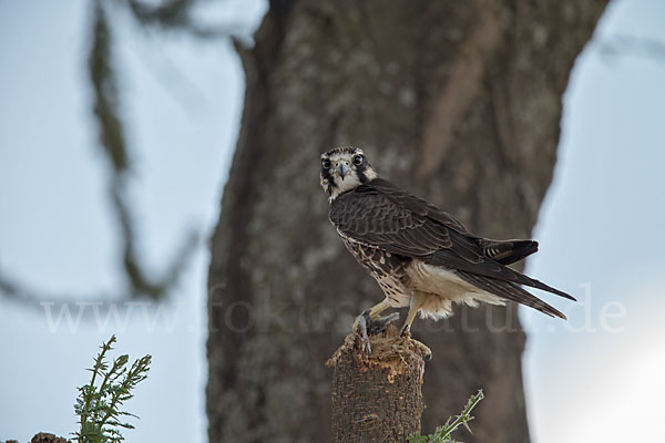 Lannerfalke sspec.2 (Falco biarmicus abyssinicus)