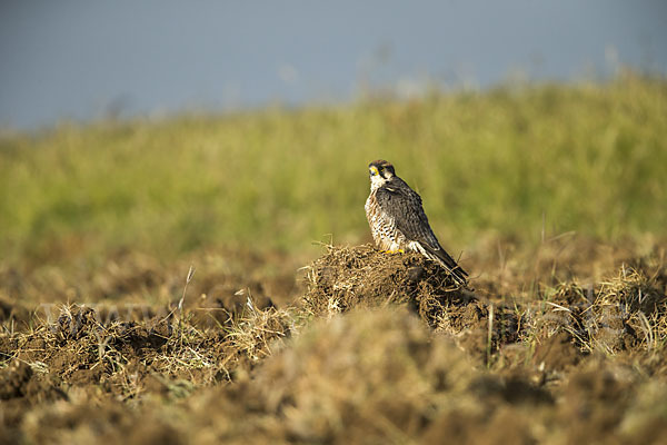 Lannerfalke sspec.2 (Falco biarmicus abyssinicus)