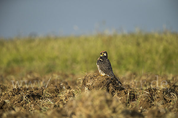 Lannerfalke sspec.2 (Falco biarmicus abyssinicus)