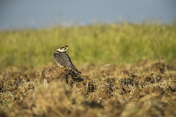 Lannerfalke sspec.2 (Falco biarmicus abyssinicus)