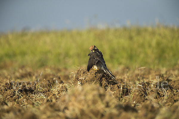 Lannerfalke sspec.2 (Falco biarmicus abyssinicus)