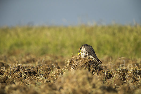 Lannerfalke sspec.2 (Falco biarmicus abyssinicus)