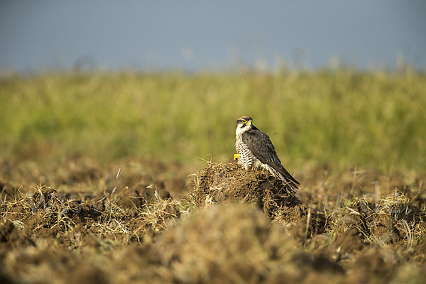 Lannerfalke sspec.2 (Falco biarmicus abyssinicus)