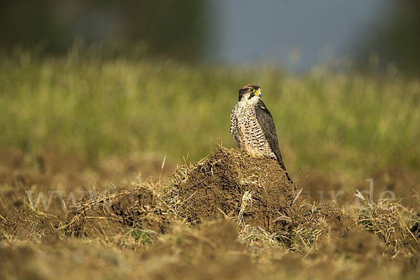 Lannerfalke sspec.2 (Falco biarmicus abyssinicus)