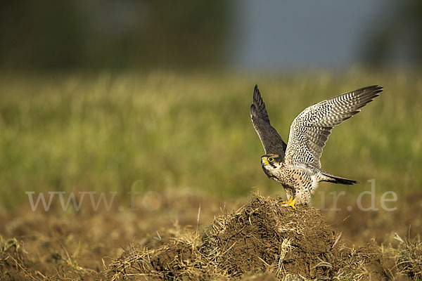 Lannerfalke sspec.2 (Falco biarmicus abyssinicus)