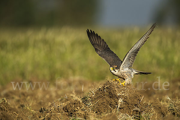 Lannerfalke sspec.2 (Falco biarmicus abyssinicus)