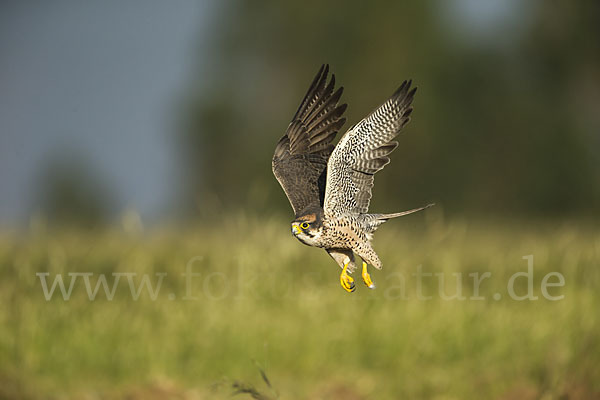 Lannerfalke sspec.2 (Falco biarmicus abyssinicus)