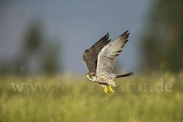 Lannerfalke sspec.2 (Falco biarmicus abyssinicus)