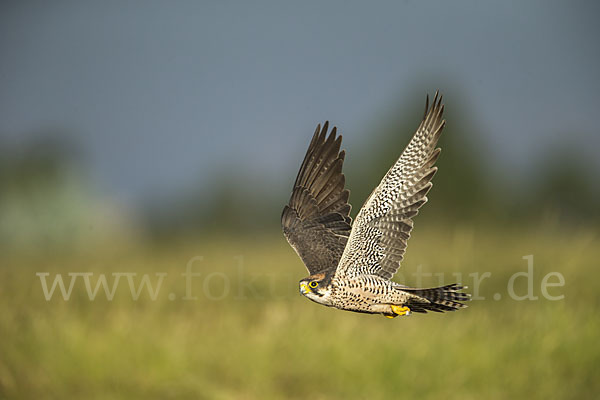 Lannerfalke sspec.2 (Falco biarmicus abyssinicus)