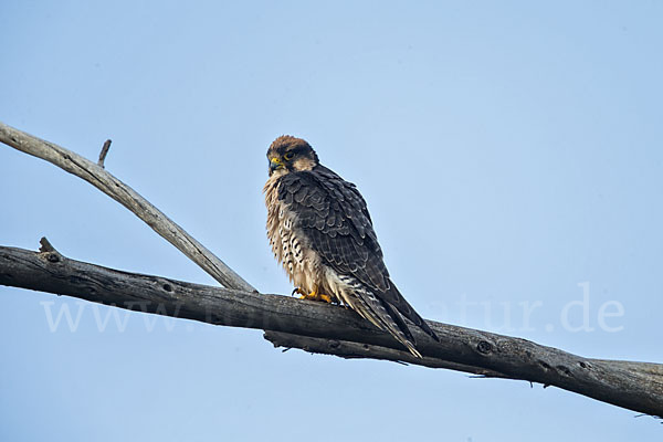 Lannerfalke sspec.2 (Falco biarmicus abyssinicus)