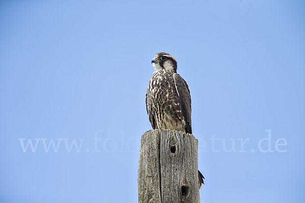 Lannerfalke sspec.2 (Falco biarmicus abyssinicus)