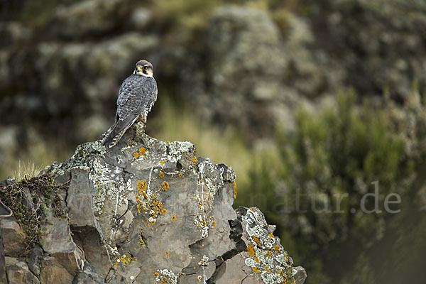 Lannerfalke sspec.2 (Falco biarmicus abyssinicus)