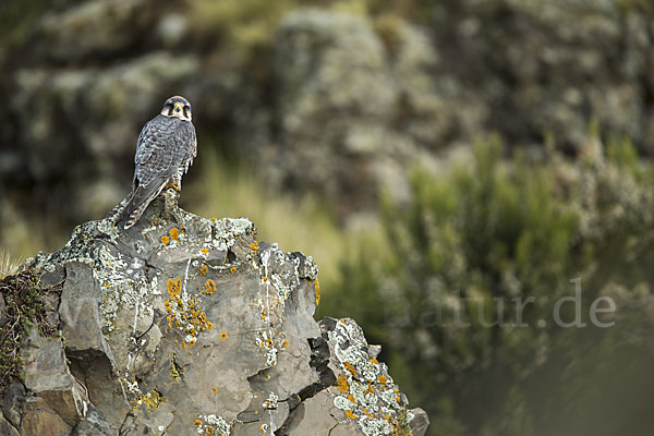 Lannerfalke sspec.2 (Falco biarmicus abyssinicus)