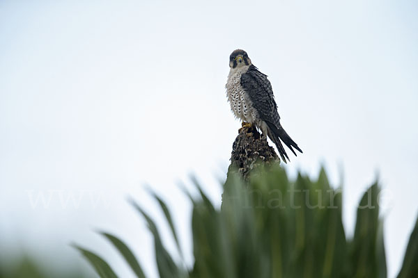 Lannerfalke sspec.2 (Falco biarmicus abyssinicus)