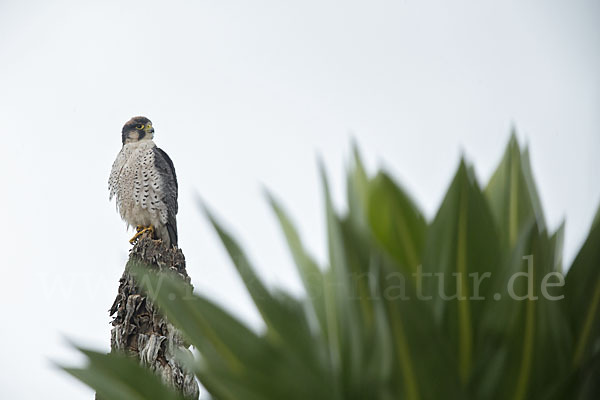 Lannerfalke sspec.2 (Falco biarmicus abyssinicus)