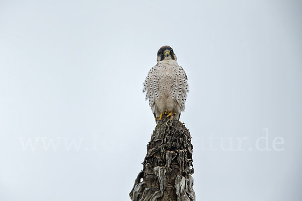 Lannerfalke sspec.2 (Falco biarmicus abyssinicus)