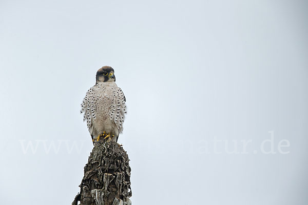 Lannerfalke sspec.2 (Falco biarmicus abyssinicus)