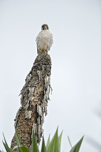 Lannerfalke sspec.2 (Falco biarmicus abyssinicus)