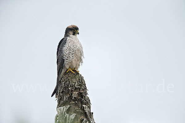 Lannerfalke sspec.2 (Falco biarmicus abyssinicus)
