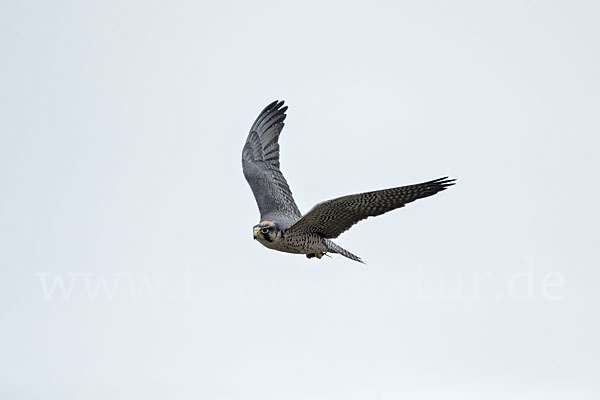 Lannerfalke sspec.2 (Falco biarmicus abyssinicus)