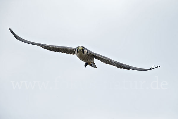 Lannerfalke sspec.2 (Falco biarmicus abyssinicus)