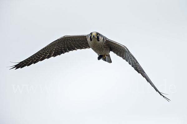 Lannerfalke sspec.2 (Falco biarmicus abyssinicus)