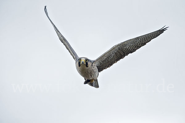 Lannerfalke sspec.2 (Falco biarmicus abyssinicus)