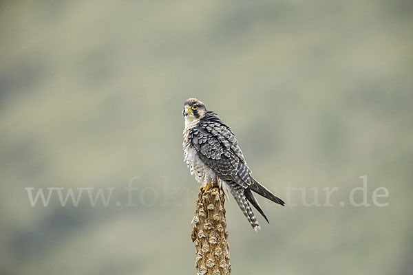 Lannerfalke sspec.2 (Falco biarmicus abyssinicus)