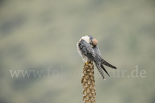 Lannerfalke sspec.2 (Falco biarmicus abyssinicus)