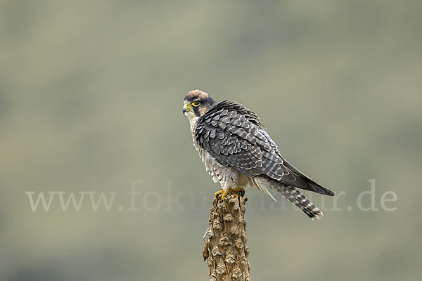 Lannerfalke sspec.2 (Falco biarmicus abyssinicus)