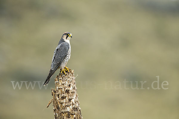 Lannerfalke sspec.2 (Falco biarmicus abyssinicus)