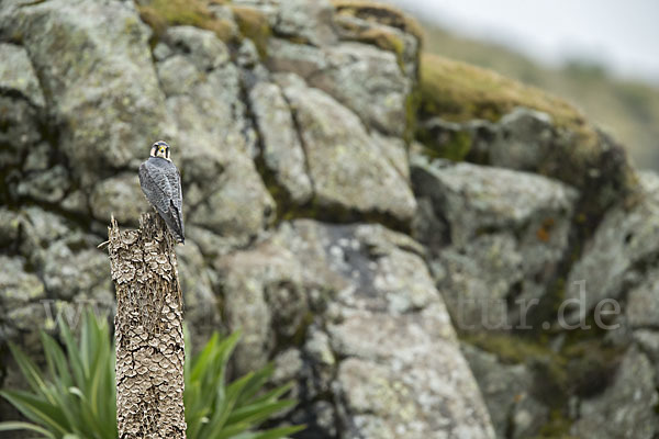 Lannerfalke sspec.2 (Falco biarmicus abyssinicus)