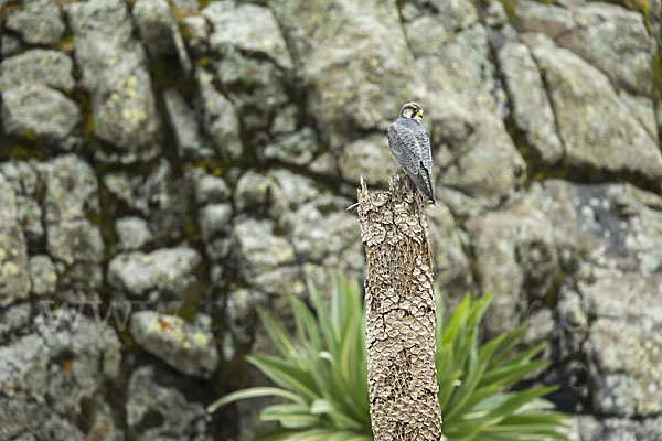 Lannerfalke sspec.2 (Falco biarmicus abyssinicus)