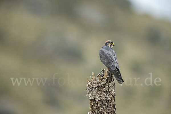 Lannerfalke sspec.2 (Falco biarmicus abyssinicus)