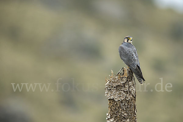 Lannerfalke sspec.2 (Falco biarmicus abyssinicus)